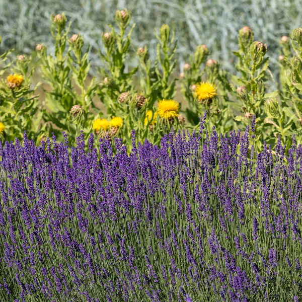 Blomstrande Lavendel Och Gula Stjärnor Tistel Blommorna — Stockfoto