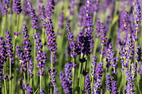 Die Blühenden Lavendelblüten Der Provence Nahe Sault Frankreich — Stockfoto