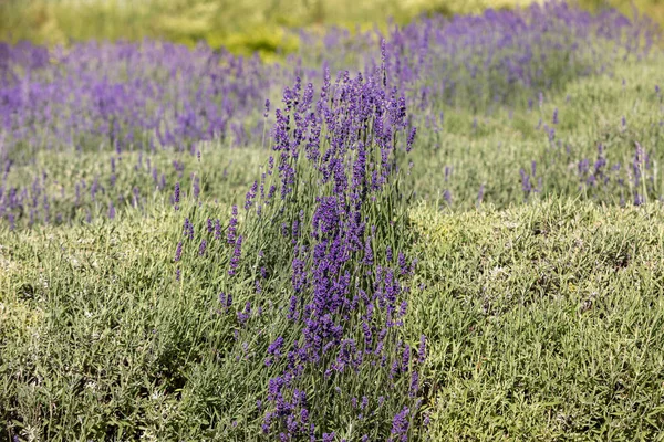 Las Flores Florecientes Lavanda Provenza Cerca Sault Francia —  Fotos de Stock