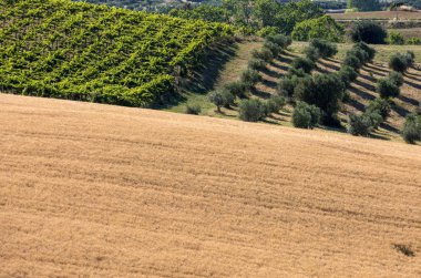 Abruzzo tepelerinde yükseltmelerdeki panoramik manzaralı zeytinlik, üzüm bağları ve çiftlikleri. İtalya