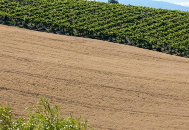 Abruzzo tepeler haddeleme görünümü üzüm bağları ve tahıl alanları. İtalya 