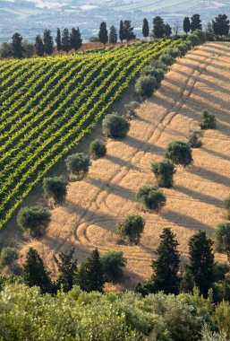 Abruzzo tepelerinde yükseltmelerdeki panoramik manzaralı zeytinlik, üzüm bağları ve çiftlikleri. İtalya