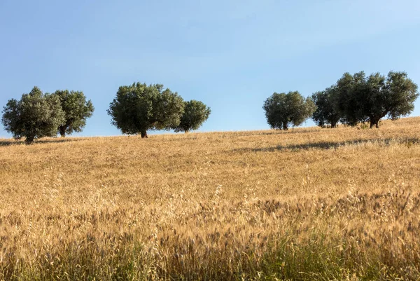 Vista Olivais Campos Colinas Abruzzo — Fotografia de Stock