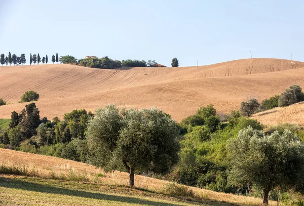 Panoramisch Zicht Van Olijfboomgaarden Velden Glooiende Heuvels Van Abruzzo — Stockfoto