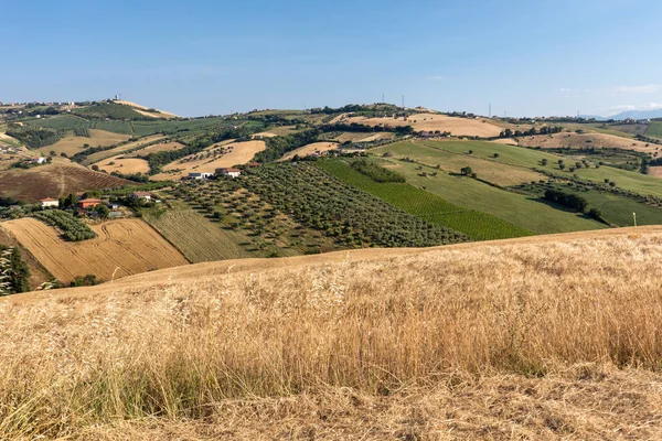 Vista Panorâmica Olivais Fazendas Colinas Abruzzo — Fotografia de Stock