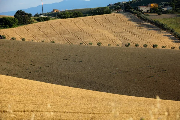 Olivenbäume Zwischen Wachsendem Getreide Auf Sanften Hügeln Der Abruzzen Italien — Stockfoto