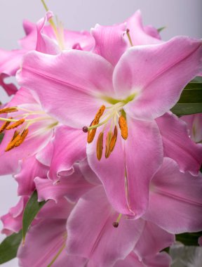 Pembe zambak çiçeklerine yakın çekim. Bu cinsteki türlerin yaygın isimleri arasında peri çiçeği zephyr zambak zambağı sihirli Atamasco zambağı ve yağmur zambağı bulunur..