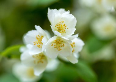 Yasemin bahçe içinde güzel çiçek şube