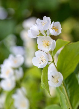 Yasemin bahçe içinde güzel çiçek şube