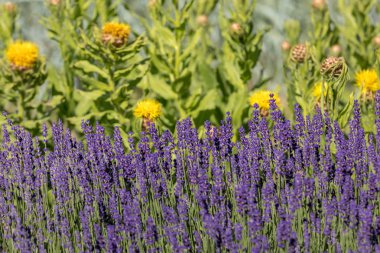  gelişen lavanta ve sarı yıldız-thistle çiçek