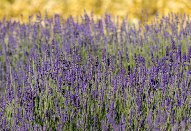  gelişen lavanta ve kekik içinde belgili tanımlık geçmiş