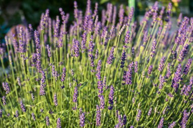  Fransa, Sault yakınlarındaki Provence 'de açan lavanta çiçekleri.