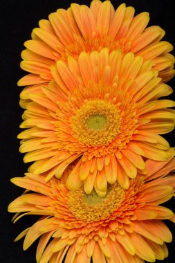 Siyah arka plan üzerine ince turuncu gerbera çiçekleri