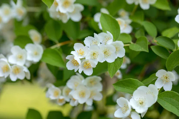 Yasemin Bahçe Içinde Güzel Çiçek Şube — Stok fotoğraf