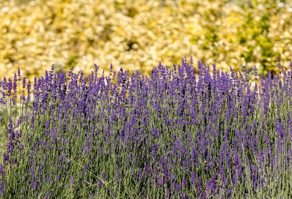 Der Blühende Lavendel Und Oregano Hintergrund — Stockfoto