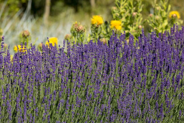  gelişen lavanta ve sarı yıldız-thistle çiçek