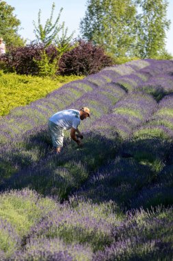 Ostrow, Polonya - 6 Haziran 2018: A 'Bahçe lavanta dolu' Barbara ve Andrzej Olender içinde Ostrw göre düzenlenmiş Krakow 40 km. Koku ve lavanta rengi sağlar Provence gibi hissetmeye ziyaretçi.