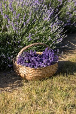 ahşap sepet lavanta kokulu demetleri dolu