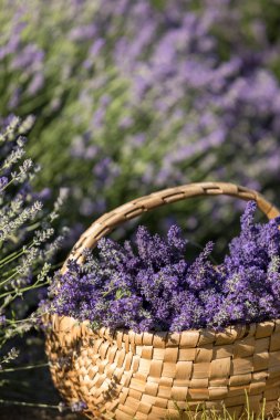 ahşap sepet lavanta kokulu demetleri dolu