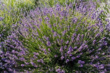 Bayındır ile lavanta Bahçe 