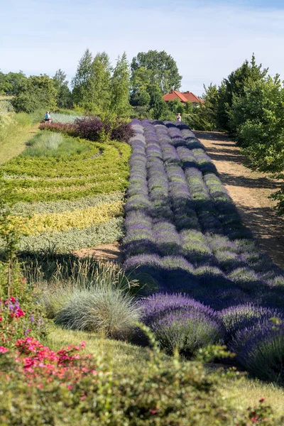 Ostrow Polen Juni 2018 Ein Garten Voller Lavendel Arrangiert Von — Stockfoto