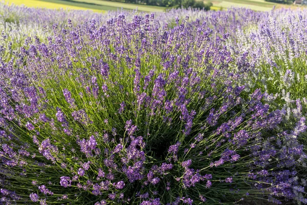 Trädgård Med Blomstrande Lavendel — Stockfoto