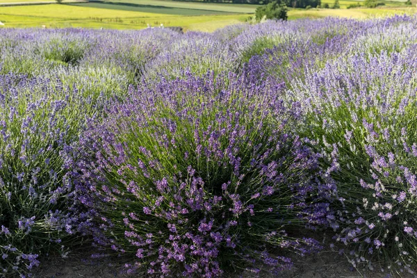 Jardim Com Lavanda Florescente — Fotografia de Stock