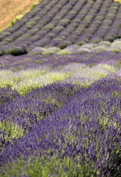 Garten Mit Dem Blühenden Lavendel — Stockfoto