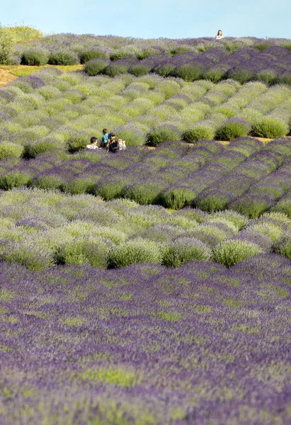 Ostrow Poland June 2018 Garden Full Lavender Arranged Barbara Andrzej — Stock Photo, Image