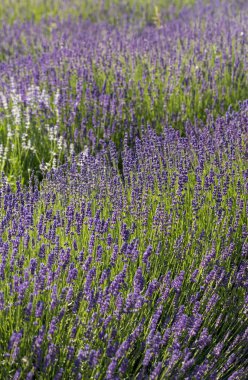 Bayındır ile lavanta Bahçe 