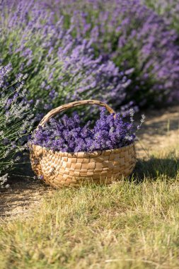ahşap sepet lavanta kokulu demetleri dolu