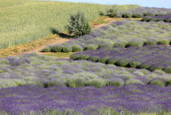 Ostrow Poland June 2018 Garden Full Lavender Arranged Barbara Andrzej — Stock Photo, Image