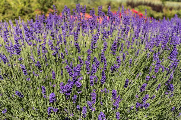 Garten Mit Dem Blühenden Lavendel — Stockfoto