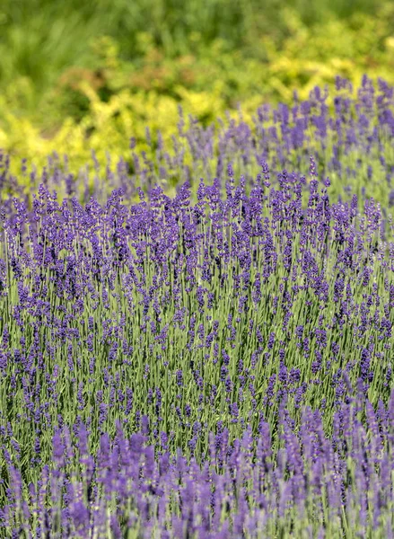 Garten Mit Dem Blühenden Lavendel — Stockfoto