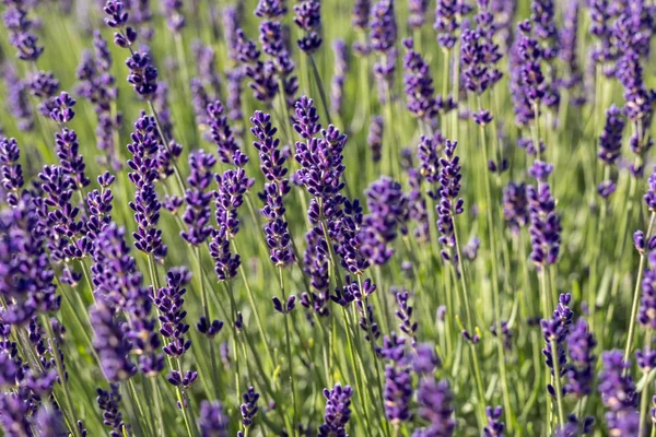 Tuin Met Bloeiende Lavendel — Stockfoto