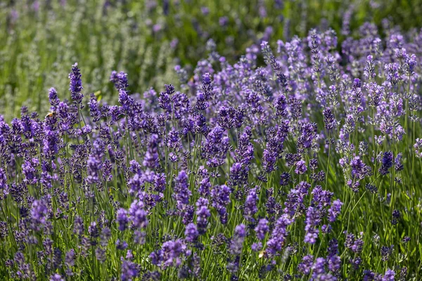 Trädgård Med Blomstrande Lavendel — Stockfoto