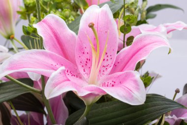 Pembe zambak çiçeğine yaklaş