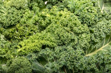 Sağlıklı taze kıvırcık lahana