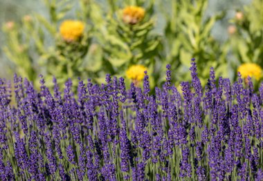  gelişen lavanta ve sarı yıldız-thistle çiçek