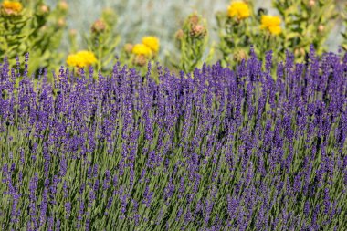  gelişen lavanta ve sarı yıldız-thistle çiçek