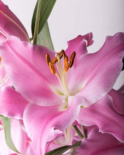 Närbild Rosa Liljor Blommor Vanliga Namn För Arter Detta Släkte — Stockfoto