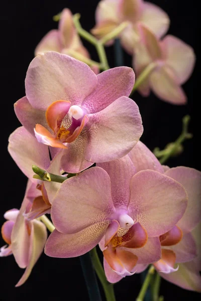 Pastel Orchid Flower Isolated Black Background — Stock Photo, Image