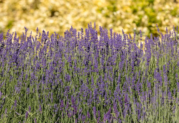 Fiorente Lavanda Origano Sullo Sfondo — Foto Stock