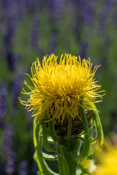 Blooming Yellow Star Thistle Flowers Lavender Field Background — Stock Photo, Image