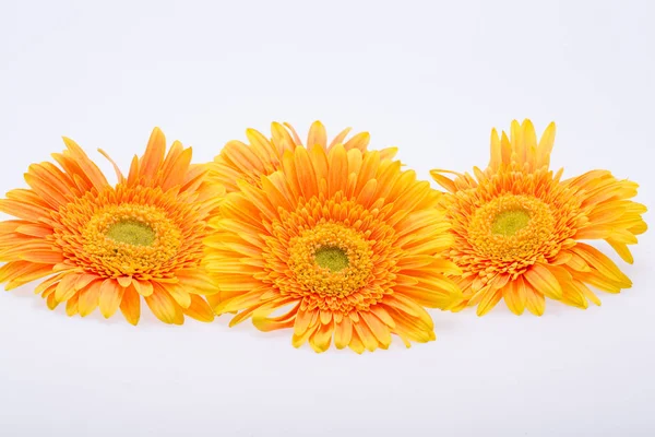 Subtle Orange Gerbera Flowers White Background — Stock Photo, Image