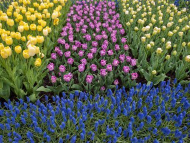 renkli Lale ve mavi sümbül bir bahçede çiçek açan