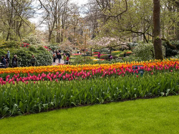 Lisse Hollanda Nisan 2017 Lisse Hollanda Hollanda Keukenhof Bahçesinde Renkli — Stok fotoğraf