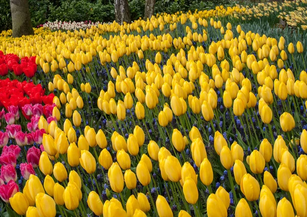 Bunte Tulpenblumen Blühen Einem Garten — Stockfoto