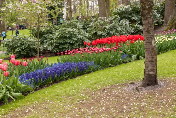 Lisse Hollanda Nisan 2017 Lisse Hollanda Hollanda Keukenhof Bahçesinde Renkli — Stok fotoğraf