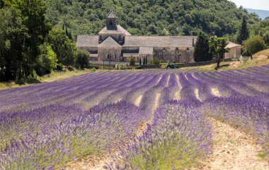 Senanque Abbey veya Abbaye Notre-Dame de Senanque lavanta alanıyla bloom, Gordes, Provence, Fransa 